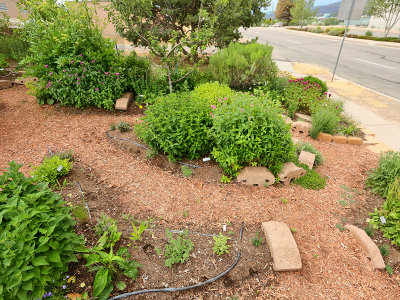 Perennial Herbs2 (8522)