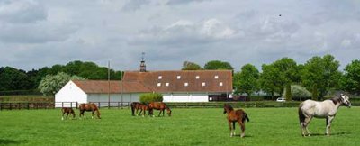 mares with foals
