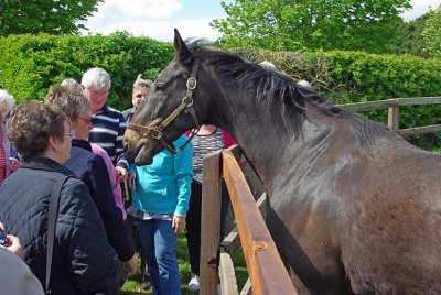 Amberleigh House - 2004 Grand National winner