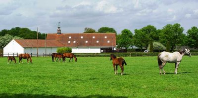 XPA tour of National Stud - May 2013