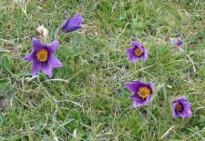 we found the pasque flowers
