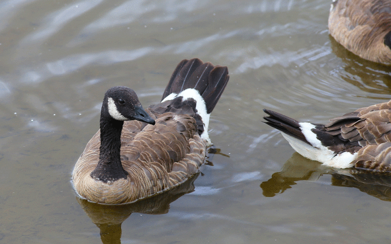 Canada-goose.gif