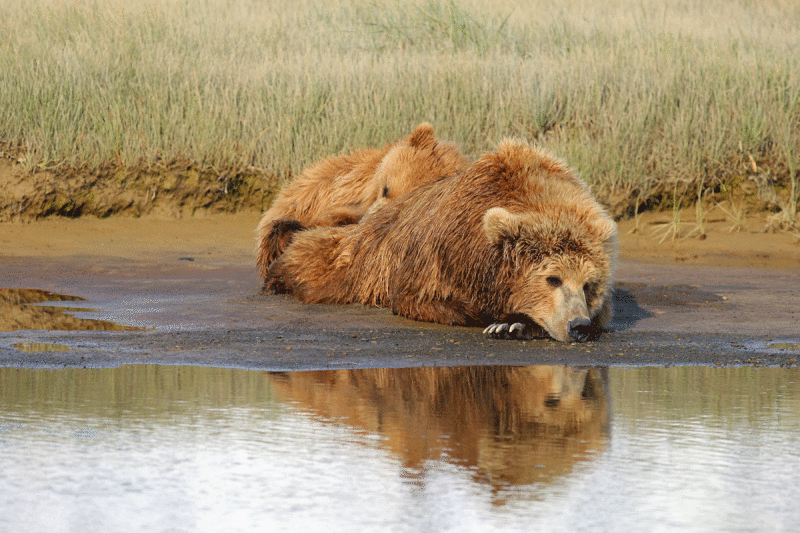 Brown-Bears.gif