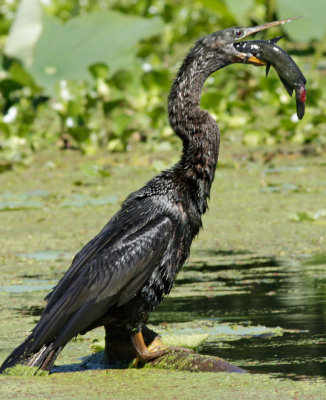 anhinga with fish in mouth.jpg