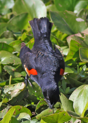 Red-winged-black-bird.jpg