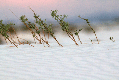 Plants-servived-in-the-moving sand dunes