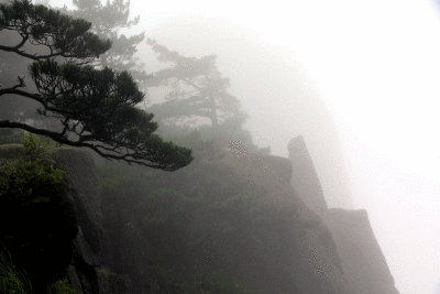 pine-and-mist-in-Huangshan.gif