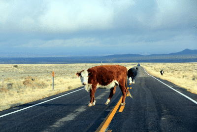 on-road-21-at-great-basin.gif