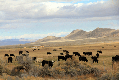 road-21-at-great-basin-2.gif