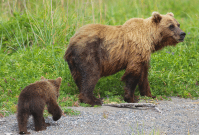 Mommy-and-cub-in-Katmai-NP.gif