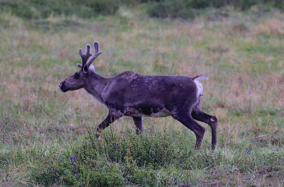 Moose-1.gif