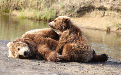 Brown-bear-in-Katmai-NP.gif