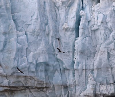 Bald Eagle in Glacier