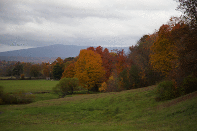 foliage