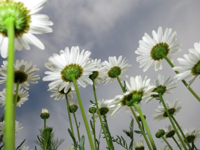 Daisies