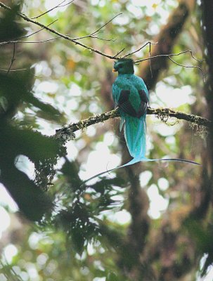 Resplendent Quetzal - Pharomachrus mocinno