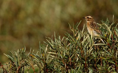 Paapje / Whinchat