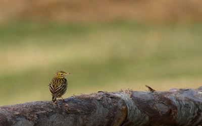Graspieper / Meadow pipit