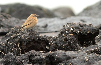Izabeltapuit - Isabelline wheatear