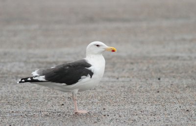 Grote mantelmeeuw - Great black-backed gull