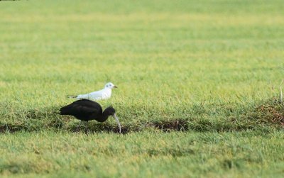 Zwarte ibis / Glossy ibis