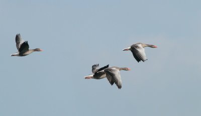 Grauwe gans / Greylag goose
