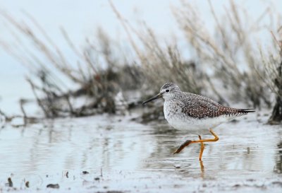 Kleine geelpootruiter / Lesser yellowlegs