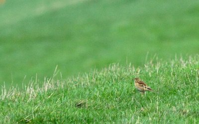 Grote pieper / Richard's pipit