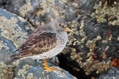 Paarse strandloper / Purple sandpiper