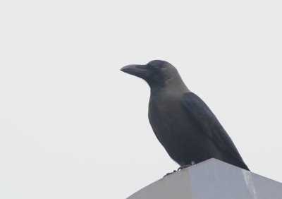 Huiskraai / House crow
