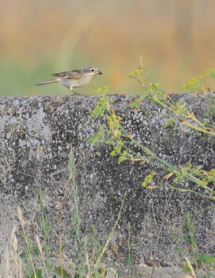 Roodkopklauwier / Woodchat shrike