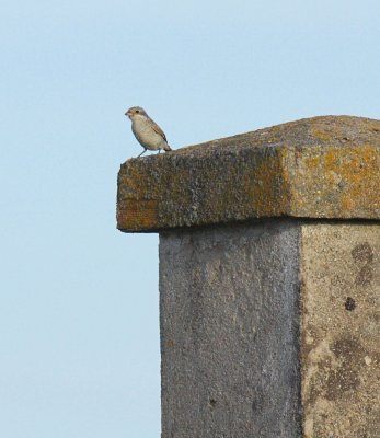 Roodkopklauwier / Woodchat shrike