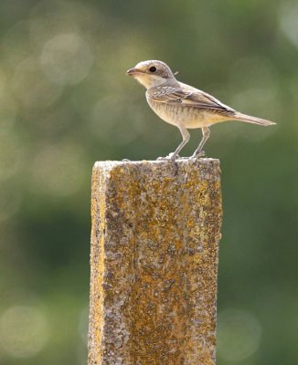 Roodkopklauwier / Woodchat shrike