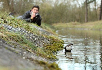 Waterspreeuw / Dipper