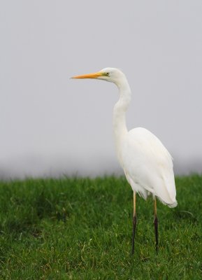 Grote zilverreiger / Great white egret
