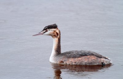 Fuut / Great crested grebe