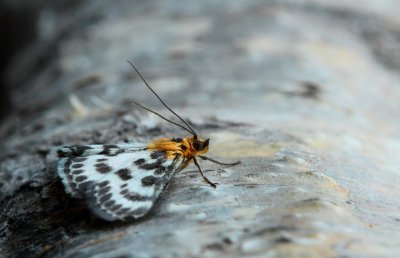 Bonte brandnetelmot / Small magpie