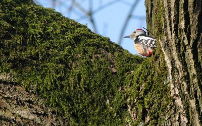 Middelste bonte specht / Middle spotted woodpecker