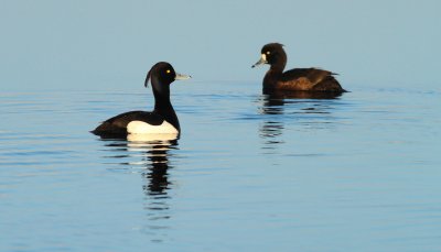 Kuifeend / Tufted duck