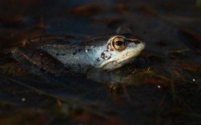 Heikikker / Moor frog