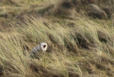 Sneeuwuil / Snowy owl