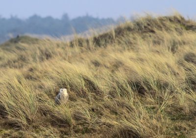 Sneeuwuil / Snowy owl