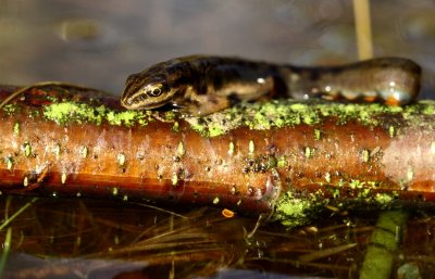 Kleine watersalamander . Smooth newt