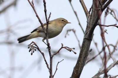 Tjiftjaf / Common chiffchaff