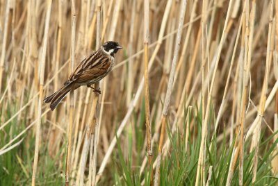 Rietgors / Reed bunting