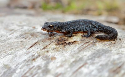 Alpenwatersalamander / Alpine newt