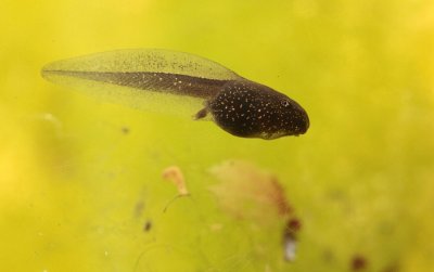 Bruine kikker / Common frog