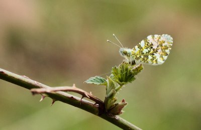 Oranjetipje / Orange tip