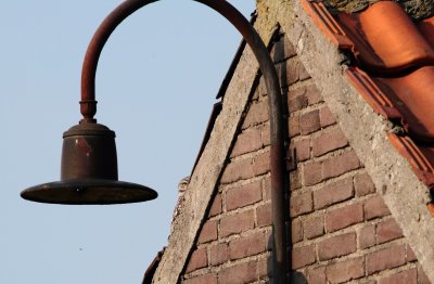 Steenuil / Little owl