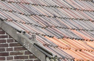 Steenuil / Little owl